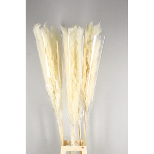DF Pampas 140cm Bleach