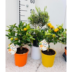 Algarve Mix Citrus & Olea medi-stem