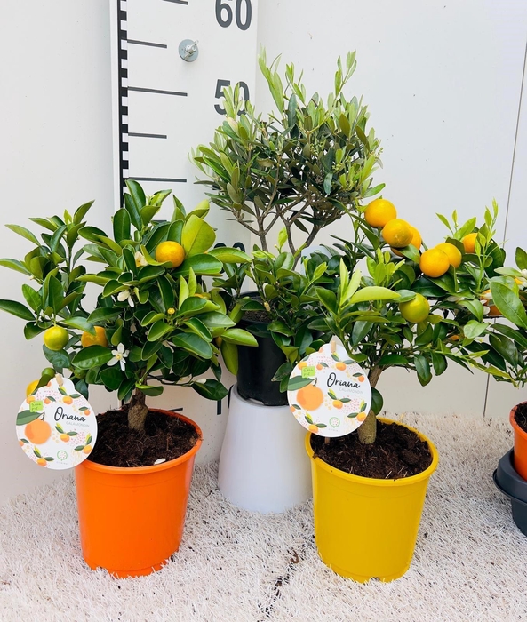 <h4>Algarve Mix Citrus & Olea medi-stem</h4>