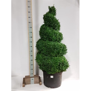 Buxus sempervirens 45Ø 150cm 50Ø