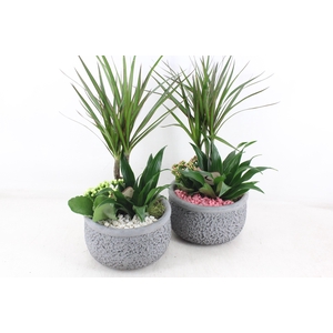 arr2 PL - Ker. barok dracena bird - roze/wit