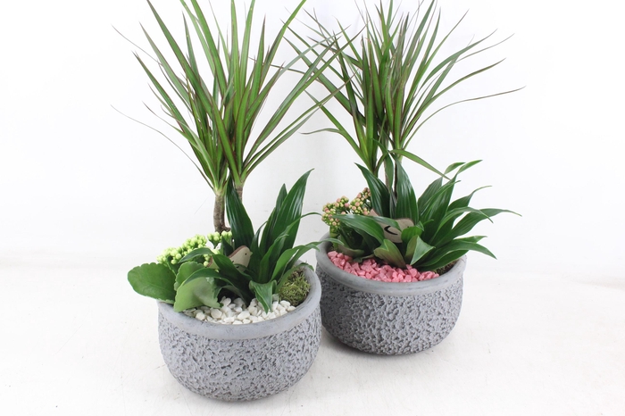<h4>arr2 PL - Ker. barok dracena bird - roze/wit</h4>