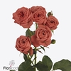 Rosa spray bella trendsetter