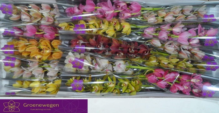 <h4>CYMB MI GEM</h4>