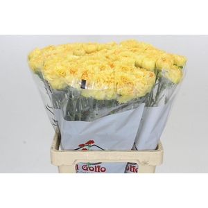 Dianthus St Reina Oro