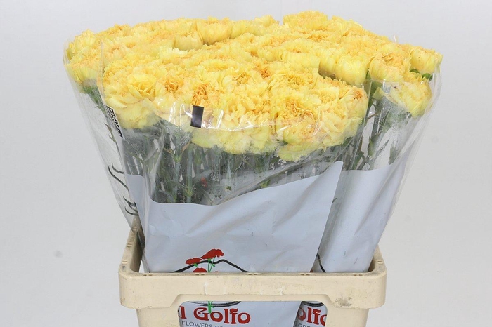 <h4>Dianthus St Reina Oro</h4>