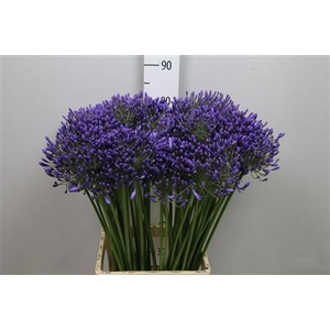 Agapanthus SA 'Queen of the Ocean'