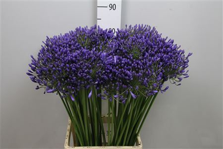 <h4>Agapanthus SA 'Queen of the Ocean'</h4>