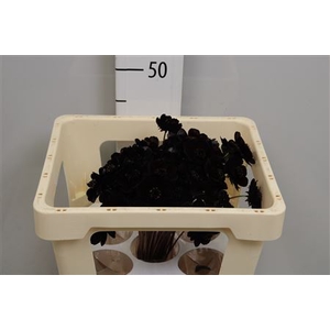 Cosmos Black Beauty