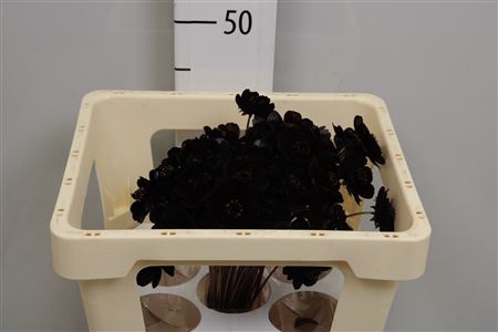 <h4>Cosmos Black Beauty</h4>