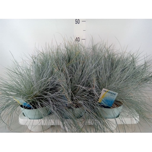 Festuca glauca 'Intens Blue'