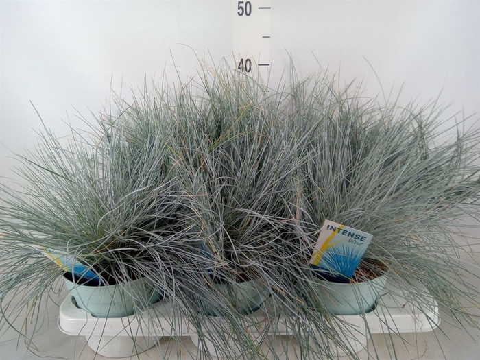 <h4>Festuca glauca 'Intens Blue'</h4>