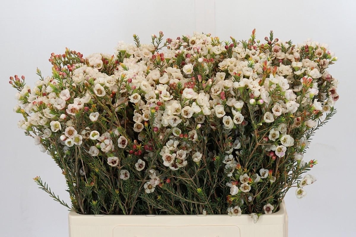 <h4>Chamelaucium Moonlight Delight</h4>