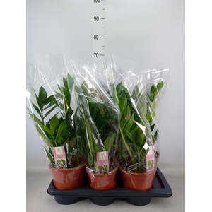 Zamioculcas zamiifolia 'Pixie'