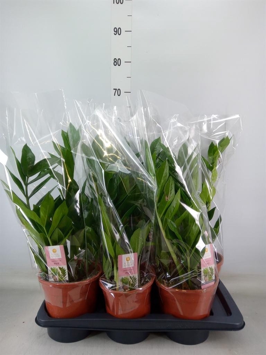 <h4>Zamioculcas zamiifolia 'Pixie'</h4>