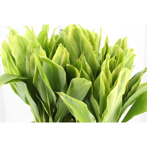 FOLHAGEM DRACENA ALBA