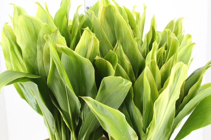 <h4>FOLHAGEM DRACENA ALBA</h4>