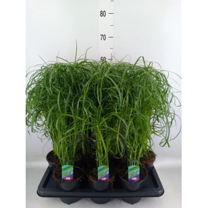 Cyperus alternifolius