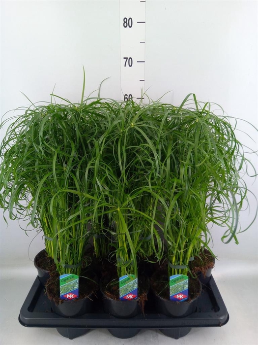 <h4>Cyperus alternifolius</h4>