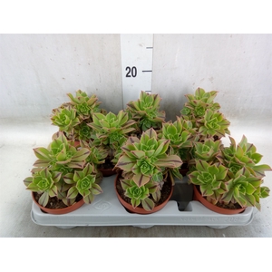 Aeonium   ...