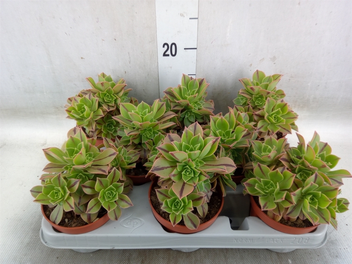 <h4>Aeonium   ...</h4>