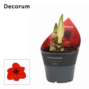 Amaryllis Royal Red 2 Knop Extra OP (Decorum)