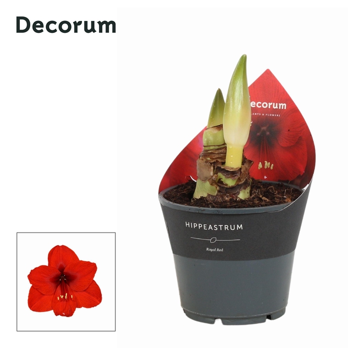 <h4>Amaryllis Royal Red 2 Knop Extra OP (Decorum)</h4>
