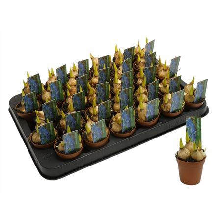 <h4>Muscari Blue Magic Mini</h4>