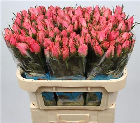 <h4>R Gr Ace Pink+</h4>