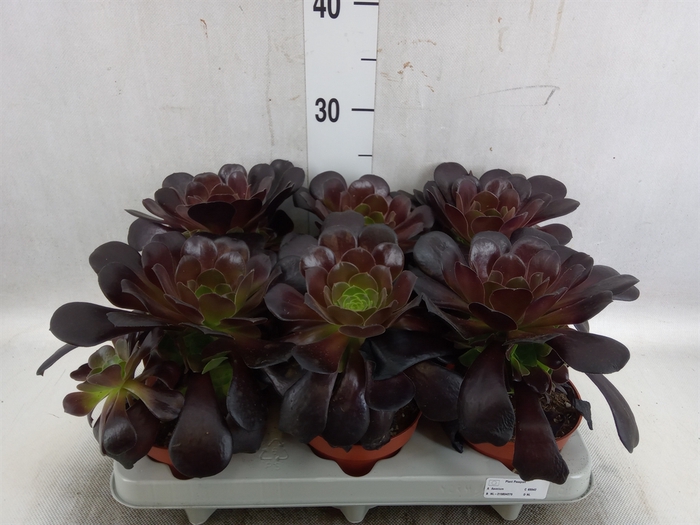 <h4>Aeonium arboreum 'Velours'</h4>