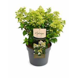 Hydrangea Paniculata Bobo (kopie)