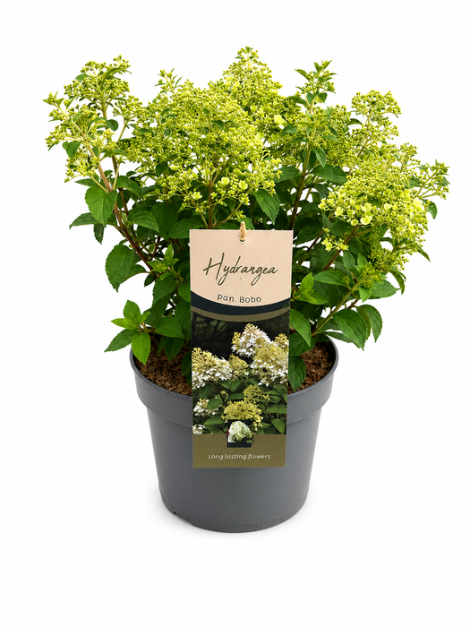 <h4>Hydrangea Paniculata Bobo (kopie)</h4>