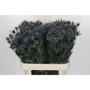 Eryngium Blue Dynamite