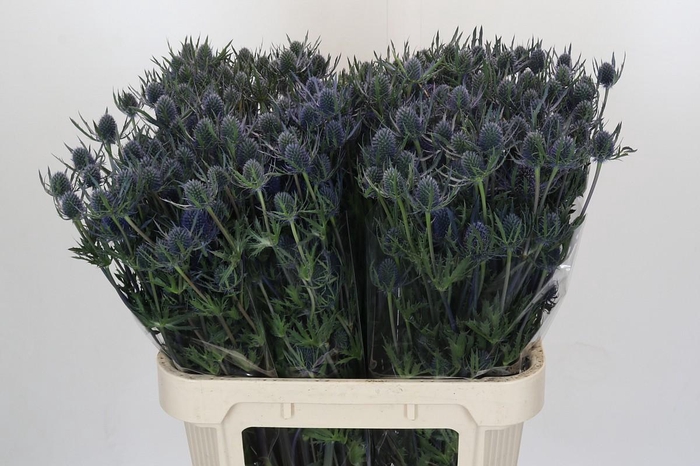 Eryngium Blue Dynamite