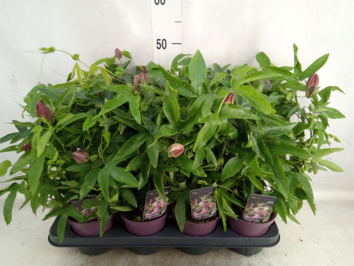 <h4>Passiflora violacea 'Victoria'</h4>