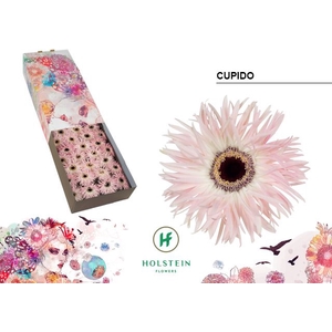 Gerbera Spider Cupido Half doos