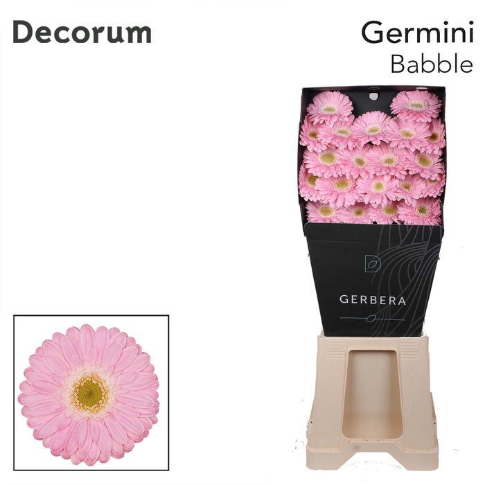 <h4>Germini Babble Diamond</h4>