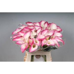 Zantedeschia call mario