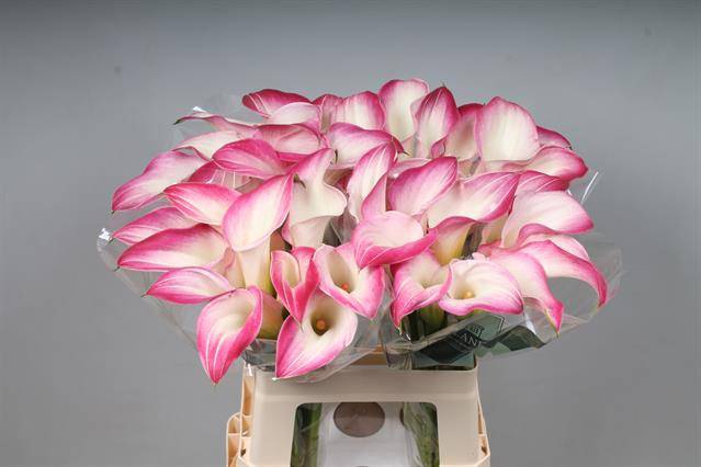 <h4>Zantedeschia call mario</h4>