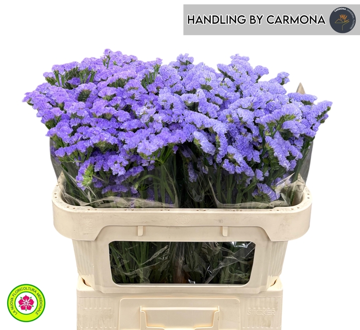 <h4>LIM S DONAU BIRDS</h4>