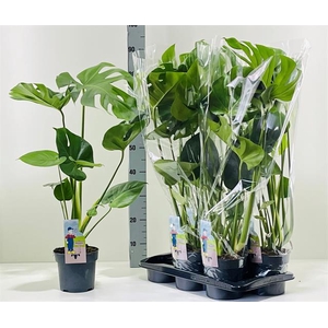 MONSTERA DELICIOSA