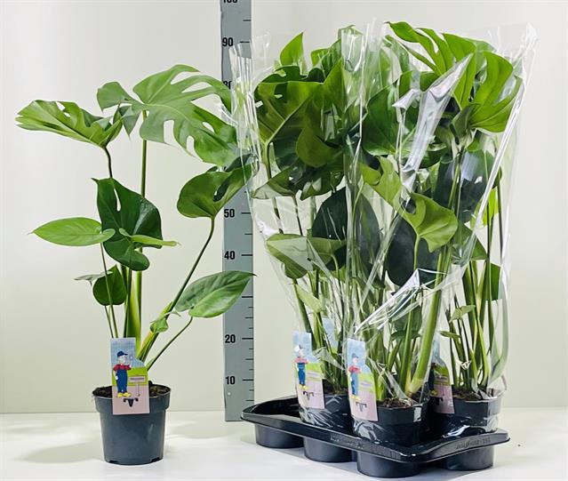 MONSTERA DELICIOSA