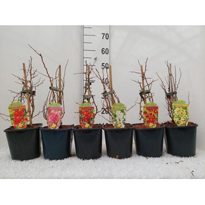 Chaenomeles x superba