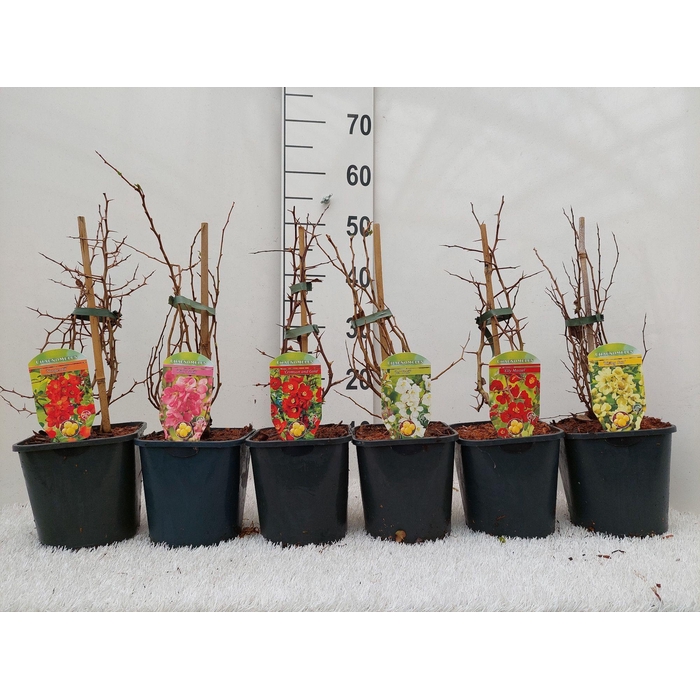 <h4>Chaenomeles x superba</h4>