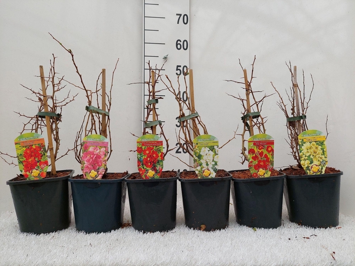 Chaenomeles x superba