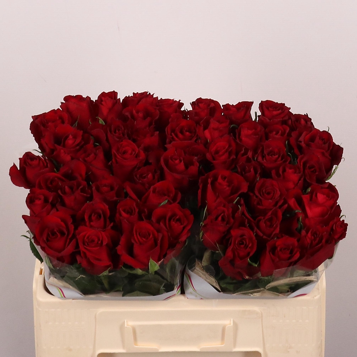 <h4>R GR EVER RED</h4>