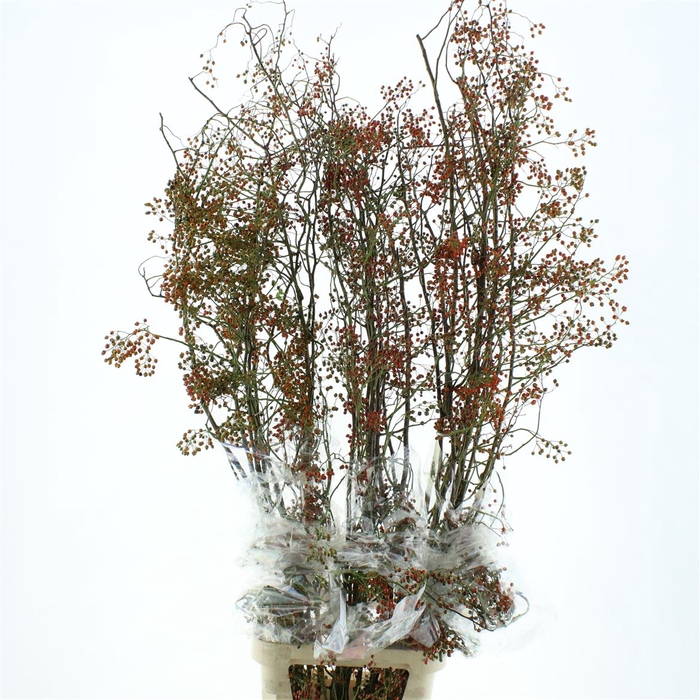 <h4>Rosa Corallo Orange Red</h4>
