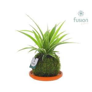 Terracotta schotel met Mosbollen en Chlorophytum 24 uur levertijd