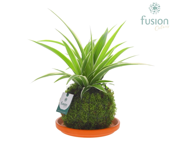 <h4>Terracotta schotel met Mosbollen en Chlorophytum 24 uur levertijd</h4>