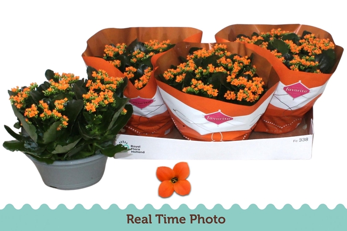 <h4>KAL EN ACHERON</h4>